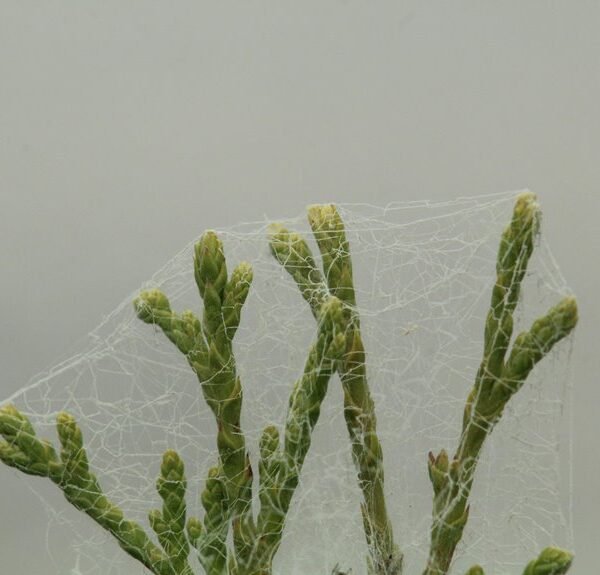 digital growth hub listing