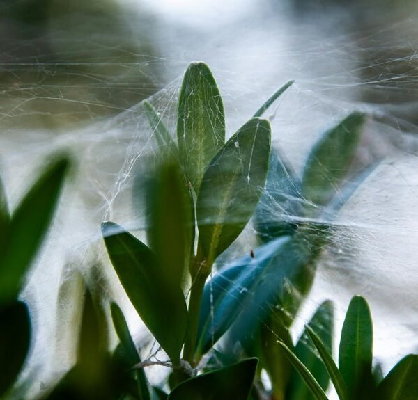 smart growth engine identifier 643192612