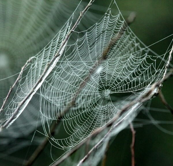 smart growth engine web